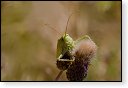 Tettigonia viridissima Grote groene sabelsprinkhaan insect insecten kever kevers tor torren spin spinnen wesp wespen bij bijen sprinkhaan sprinkhanen vlieg vliegen mug muggen